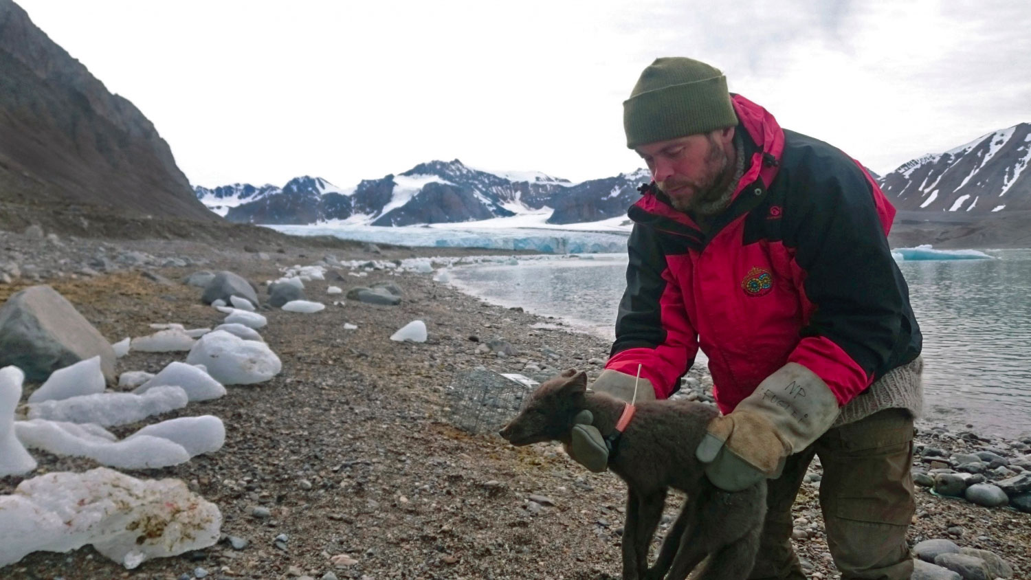 Arctic fox across polar ice. Makes record run from Svalbard to Canada