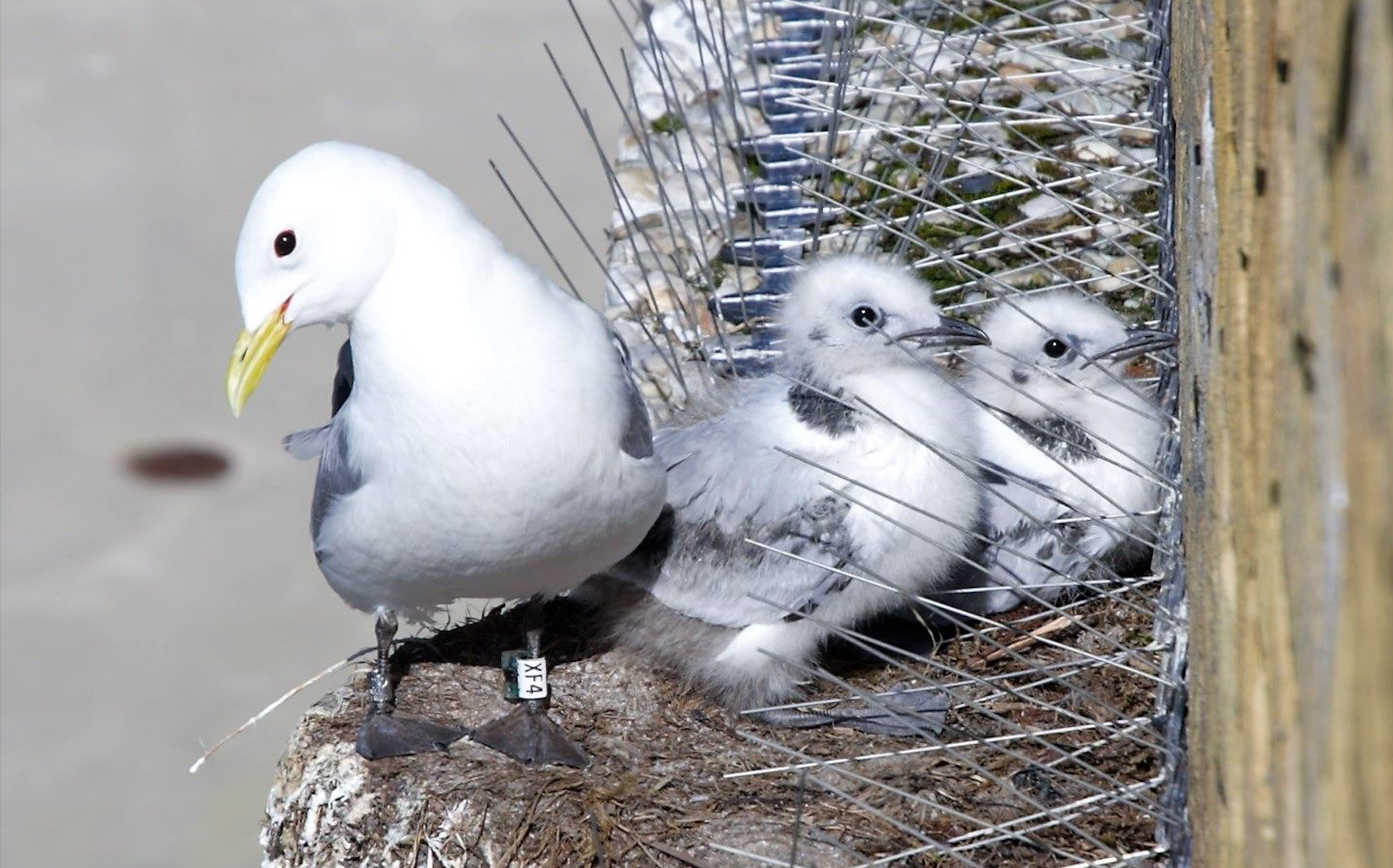 Climate refugees: Kittiwakes flee bird cliffs to resettle in urban spaces - The Independent Barents Observer