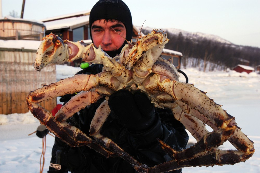 inden længe Afspejling fiktiv Red king crab might migrate to north and east Barents Sea | The Independent  Barents Observer