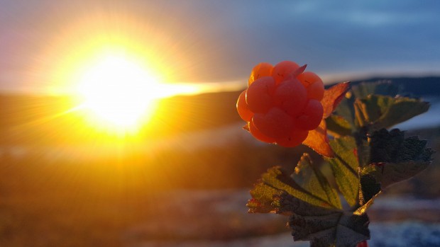 Climate change brings cloudberry to Svalbard