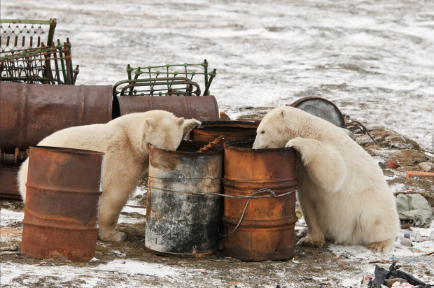 Clean-up in the Russian Arctic