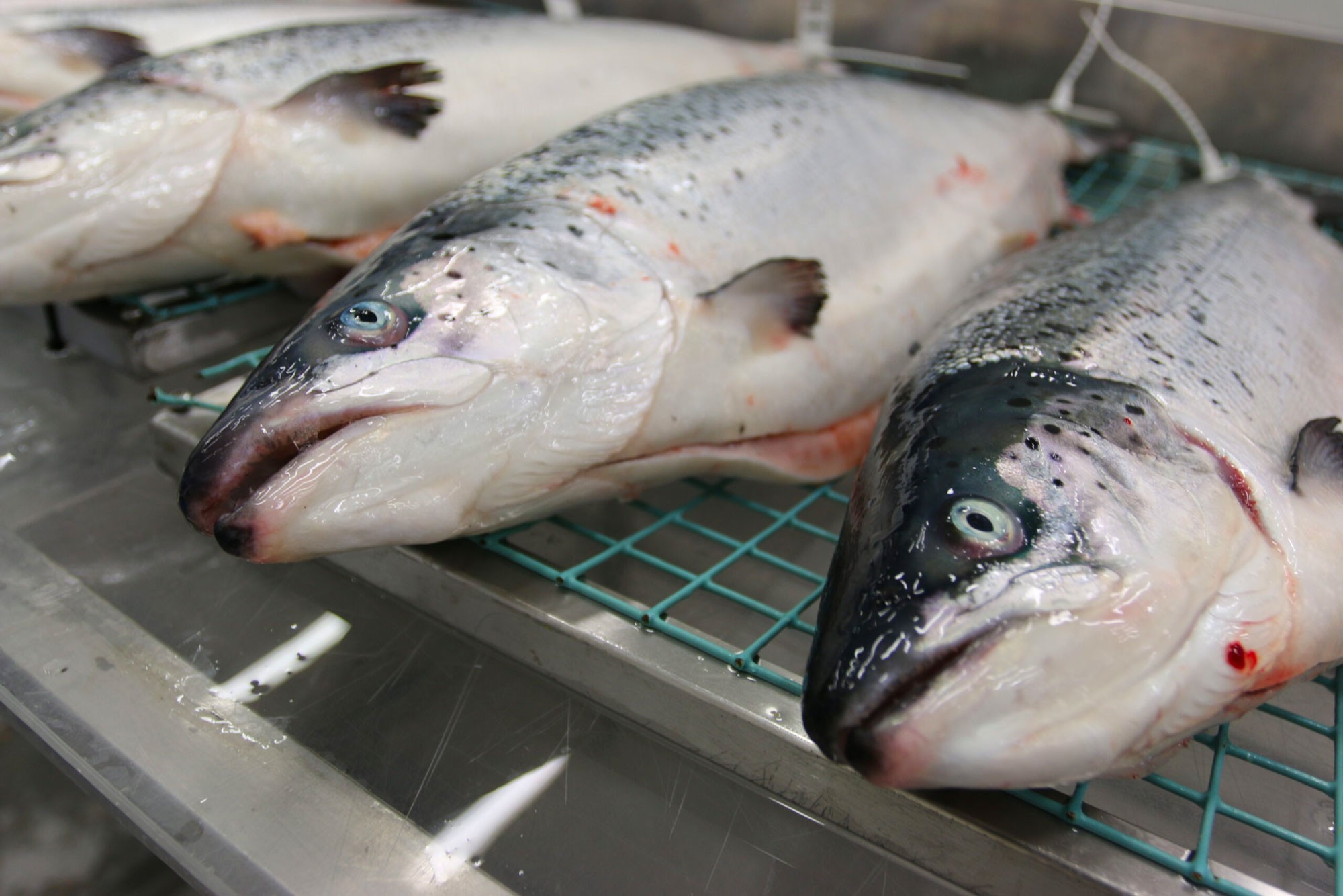 Salmon farming in the North: How do we regulate growth? | The ...
